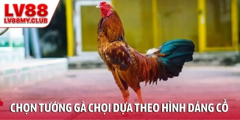 Chọn tướng gà chọi chiến dựa theo hình dáng cổ