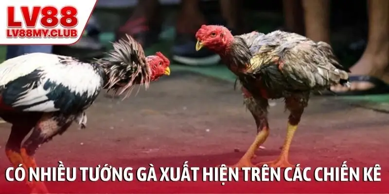 Có nhiều tướng gà xuất hiện trên các chiến kê mạnh