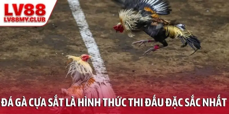 Đá gà cựa sắt là hình thức thi đấu đặc sắc nhất