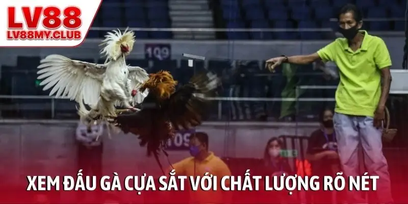 Xem đấu gà cựa sắt với chất lượng hình ảnh rõ nét