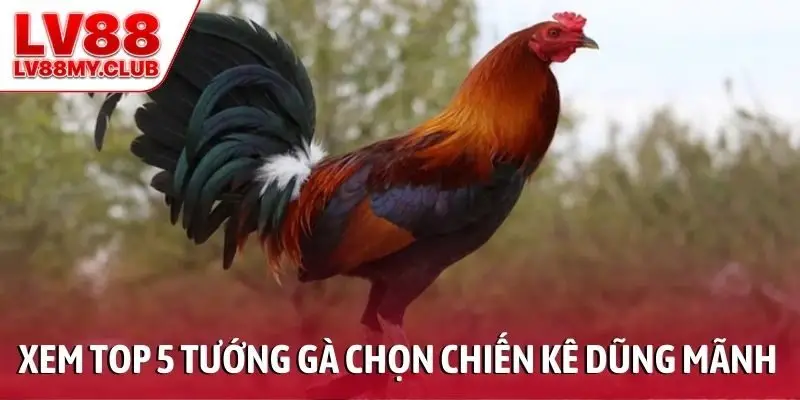 Xem top 5 tướng gà để chọn ra chiến kê dũng mãnh