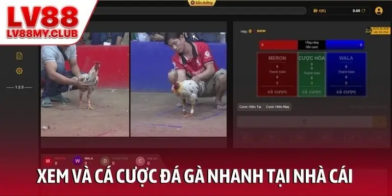 Xem và cá cược đá gà nhanh tại nhà cái trực tuyến